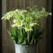 Tulpenzwiebeln Winterhart MehrjäHrig KüBelpflanzen Winterhart MehrjäHrig Blumen Tulpen Zwiebeln Blumenzwiebeln FrüHblüHer Blumenzwiebel Garten Stauden Flowers 8Zwiebeln