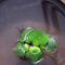 Haloppe 100 Pz Semi di Piante per la Piantagione del Giardino di Casa, Semi di Piante Giacinto D'acqua Pistia Hottonia Ludwigia Pond Decor io