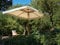 My_garden m0439 Sombrilla Oasis, 300 x 300 x 270 cm, Crudo