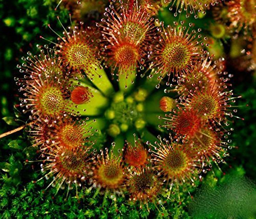 20 Hardy Sundew Seeds - pianta carnivora, Drosera rotundifolia
