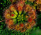 20 Hardy Sonnentau Seeds - Fleisch fressende Pflanze, Drosera rotundifolia