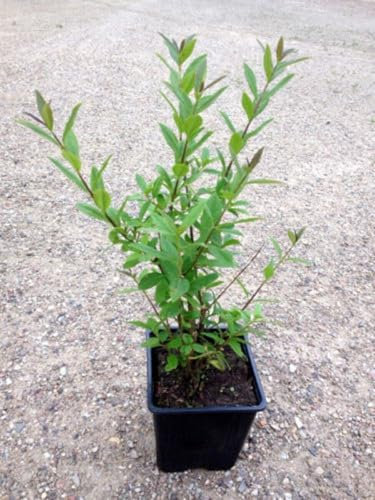 15 x Liguster im Topf 30-40cm 4m Hecke Ligusterhecke Heckenpflanzen