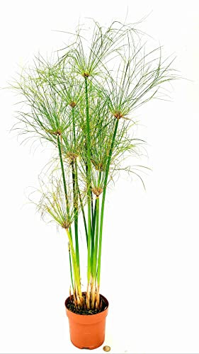 POWERS TO FLOWERS - PAPIRO, CYPERUS PAPIRUS, PAPIRO DA LAGHETTO, VASO 16CM DIAMETRO, ALTEZZA 70CM, piante vere
