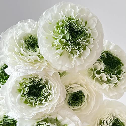 Ranunkeln Zwiebeln Winterhart 10 Weiß GrüN Blumenzwiebeln MehrjäHrig Winterhart Ostergeschenke Erwachsene Ranunkeln Zwiebeln Garten Blumen FrüHlingsblumen Balkonpflanzen