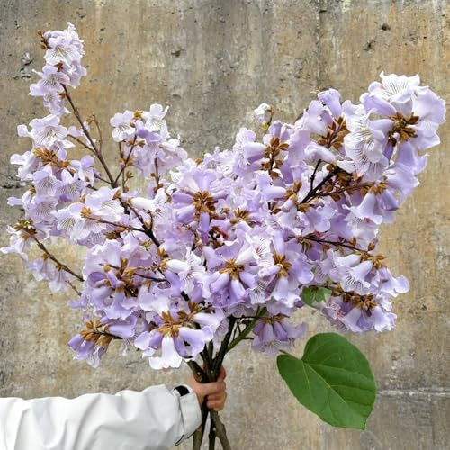 blauglockenbaum kaufen - winterharte outdoor paulownia garten deko stauden 500samen