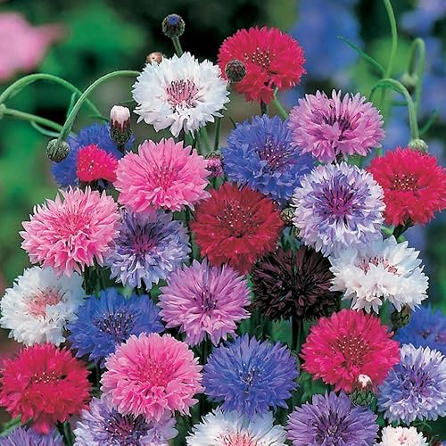 PREMIER SEEDS DIRECT - Cornflower Seeds - Frosty Mix - 3.6 Grams