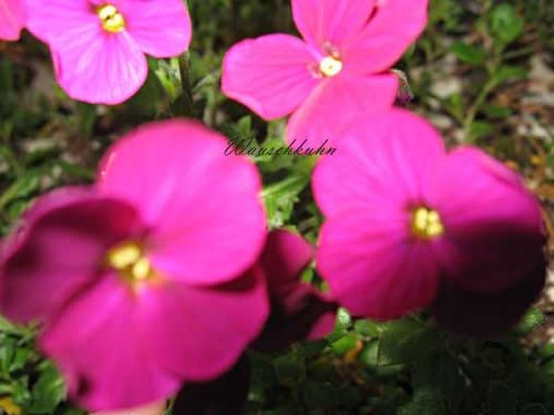 Staudenkulturen Wauschkuhn Aubrieta cultorum 'Red Carpet' - Blaukissen - Staude im 9cm Topf