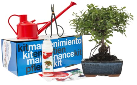 Verdecora Lote de iniciacion Bonsai 5 años + Plato cerámica + Kit de mantenimiento | En maceta de cerámica de 15x10x5cm (Lote de Iniciacion)