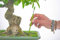 Misuratore di umidità per bonsai e piante - asta 18cm