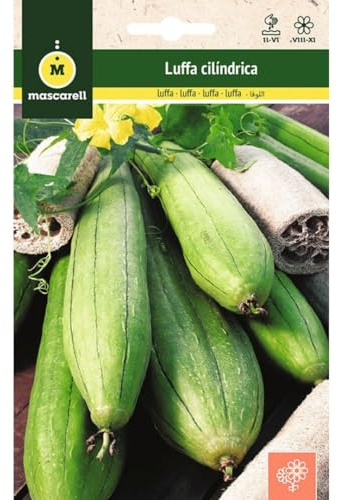 Mascarell Semillas, LUFFA CYLINDRICA, Semillas Flores Exterior para Decoración, 0,8 Gramos