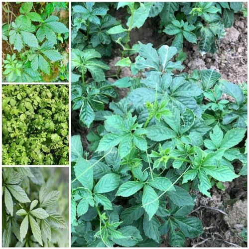 600 pcs jiaogulan samen bio kleine geschenke pflanzenkübel kräuter hochbeet grünpflanzen deko wohnzimmer modern kräuterbeet winterfeste pflanzen für balkon winterharte pflanzen für