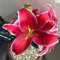 Lilienzwiebeln, Zarte Blumenzwiebeln,Lilien Winterhart MehrjäHrig，Winterharte Stauden,Lilium，Lilium Martagon，Duftende Blumen,Lilien Winterhart-10zwiebeln-D