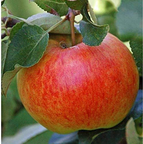 Direct Plants Apple James Grieves Large Fruit Tree 6ft Supplied in Pot