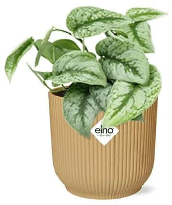 Efeutute - Scindapsus Pictus 'Trebie' - Zimmerpflanze + Topf Vibes Fold 14cm Gelb