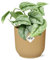 Efeutute - Scindapsus Pictus 'Trebie' - Zimmerpflanze + Topf Vibes Fold 14cm Gelb