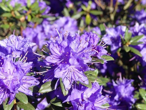 Zwerg-Alpenrose Lauretta - Rhododendron russatum Lauretta - 20-30cm