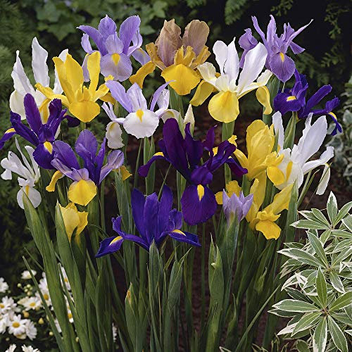 Dutch Spring Iris Mixed colours x 100 bulbs