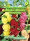 Alcea rosea, Stockrosen, Gefüllte Mischung N.L.Chrestensen Samen 511251-B