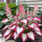 40 graines de plantes Hosta fraîches et neuves