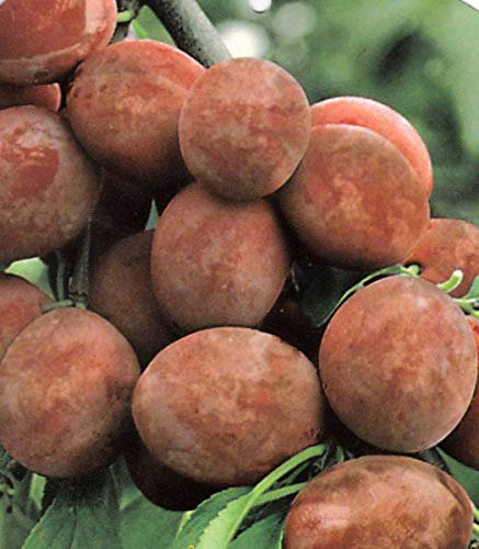 1 PIANTA di SUSINO Prugna RAMASIN Violetto Albero da FRUTTO