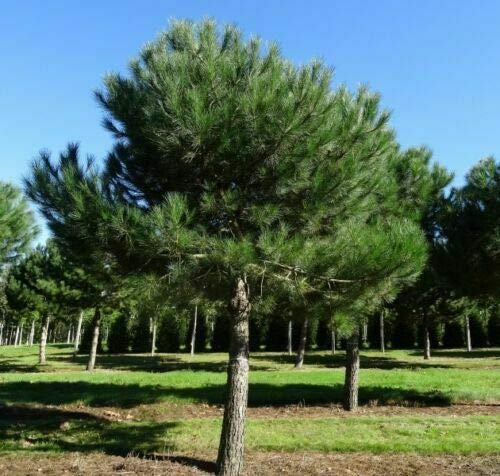 Pino da pinoli domestico Pinus pinea pianta in vaso h. 50/80 cm Vivaio di Castelletto