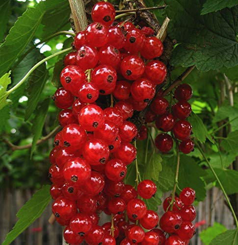 Rote Johannisbeere Jonkheer van Tets 30-40cm - Ribes rubrum - lebende Gartenpflanze aus den Baumschulen