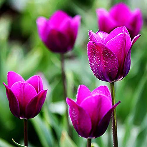 50 Stück Tulpenzwiebeln – Tulpenzwiebeln Winterhart Mehrjährig, Gartenpflanzen für Balkon & Garten, Tulpen Zwiebeln Samen Blumen, Winterharte Gartenpflanzen (Purple)