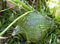 100 Grüne Hubbard Squash Samen behandelten Samen