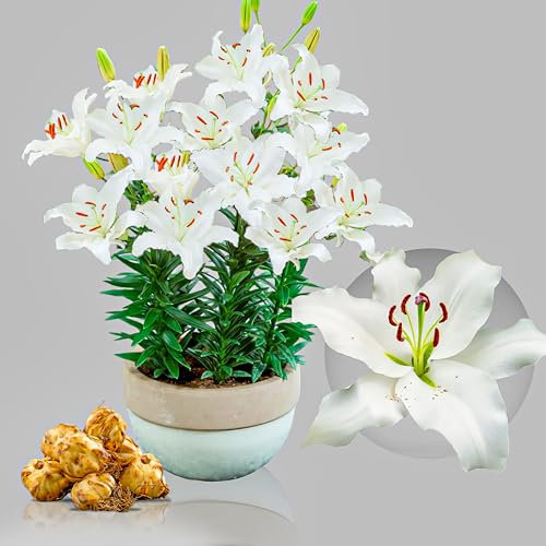White Passion Orientalische Garten Lilien, Sehr Exklusiv, Mehrjährig und Winterhart Blumenzwiebeln aus Holland für Garten und Topf, Zwiebelgröße Ø 14-16cm (Weiß)