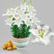 White Passion Orientalische Garten Lilien, Sehr Exklusiv, Mehrjährig und Winterhart Blumenzwiebeln aus Holland für Garten und Topf, Zwiebelgröße Ø 14-16cm (Weiß)
