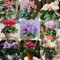 300 Pc Semi Di Ciclamino Perenni - Piante Rustiche Per Giardino, Fiori Resistenti Semi Di Ciclamino, Fiori Da Giardino, Semi Di Piante D'Appartamento Semi Di Fiori Di Campo, Semi Di