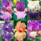 Iris Schwertlilien Blumenzwiebeln MehrjäHrig Winterhart Winterhart Zwiebeln,Iris Zwiebeln Winterhar,Iris - Schwertlilie Schwertlilien Winterhart MehrjäHrig Bartiris Pflanze-F-4zwiebeln
