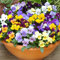 Portal Cool Fiore Viola cornuta Grande Fiore Mix 50 Semi Bulk:Seeds Only