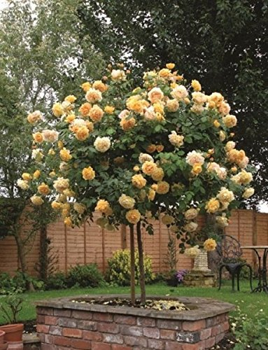 Müller Münchehof GmbH Stammrose in div. Farbnuancen – 90cm Farbe Rosa