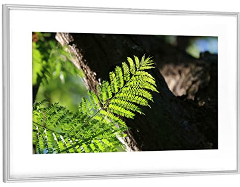 artboxONE Poster mit Rahmen Silber 75x50 cm Farn Blatt von THULA Photography - gerahmtes Poster