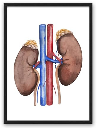 Din A4 Kunstdruck ungerahmt Anatomie - Nieren - Niere - Renales System Mensch Urologie Medizin Arzt Aquarell Druck Poster Bild