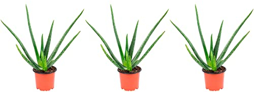 3er-Set Echte Aloe - echte Zimmerpflanze, Aloe vera - Höhe ca. 40 cm, Topf-Ø 12 cm