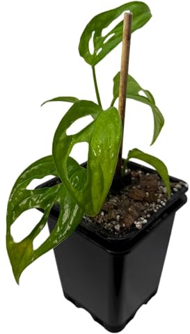 Monstera obliqua el oro – Planta de interior rara | Planta trepadora para palo de musgo, vid y selva interior | exclusiva planta de coleccionista para viviendas
