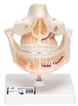 3B Scientific® Erwachsenengebiss-Modell – Menschliches Zahnanatomie-Modell mit vollständigen Erwachsenenzähnen, Langlebiges PVC + Smart Anatomy App (5 Jahre Garantie)