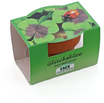 Bull & Bear Mini-Pflanzset Glücksklee, Kleezwiebeln im Topf 4,5cm, vierblättrige Kleeblätter als Anzuchtset mit Pflegeanleitung