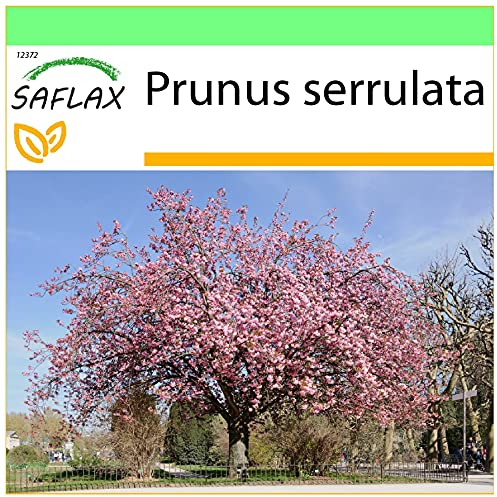 SAFLAX - Sakura - 30 semi - Prunus serrulata