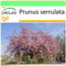 SAFLAX - Cerezo japonés - 30 semillas - Prunus serrulata