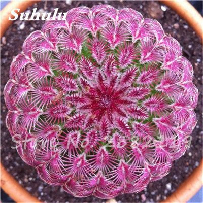 Mejor la venta de Mixed 120 PC suculentas semillas japonesas interior Semillas Flor Mini cactus raras semillas de flor de la planta carnosa Polígono 6