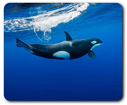 Orca Killer Whale Unterwasser Mauspad Pad Computer PC Laptop Gaming Büro Home Desk Accessory Gadget 2006