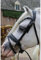 H&B HB Trense Showtime Special A-Pony Schwarz-Blau - Pony