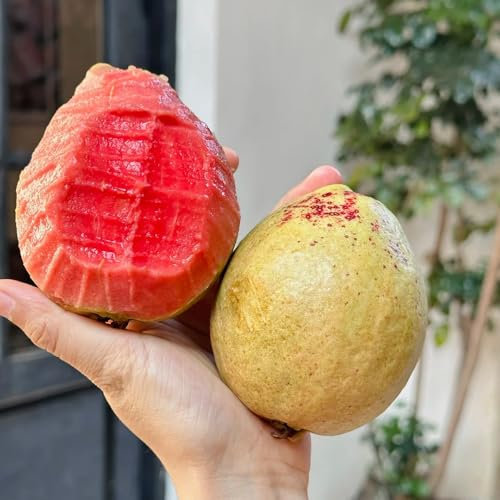 semi di pianta di guava - piante da giardino di frutti esotici Albero di guava serra balcone in giardino piante da giardino alberi da frutto piante rare alberi da frutto piante 85pcs