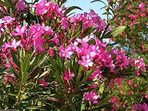 Portal Cool 30: Nerium Oleander di Colore rosa Caldo 15 o 30 Semi, Piccolo Hardy le Albero o arbusto