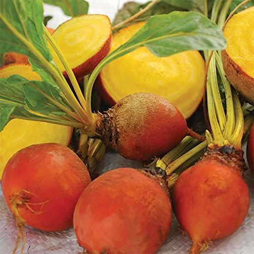 30 Golden Detroit Beets seeds - Golden Bright
