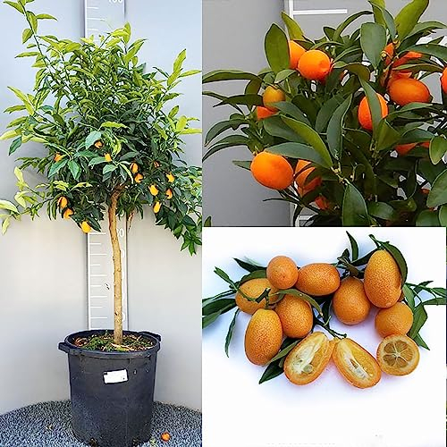 SAVINI VIVAI Planta de Kumquat, Árbol de Cítricos Kumquat Chino Mandarín, en Maceta de 35 cm Altura 150-180 cm 6-7 Años de Injerto,
