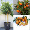 SAVINI VIVAI Planta de Kumquat, Árbol de Cítricos Kumquat Chino Mandarín, en Maceta de 35 cm Altura 150-180 cm 6-7 Años de Injerto,